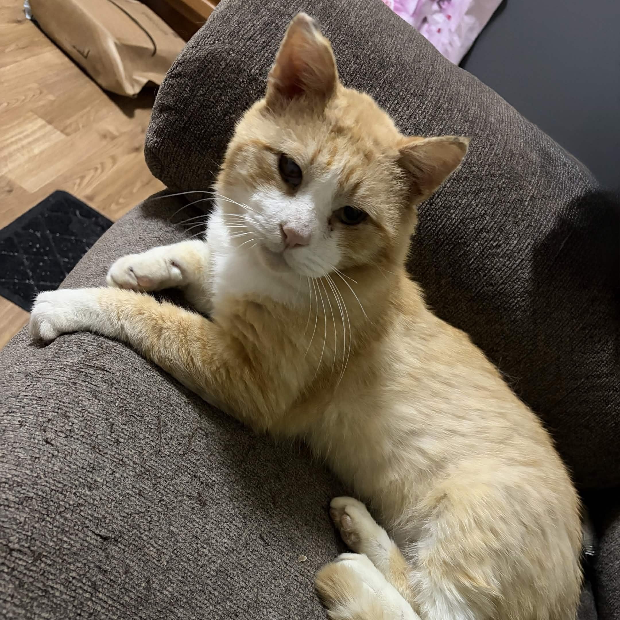 Ozzie (FIV), an adopted Domestic Short Hair in Weehawken, NJ image 2/6
