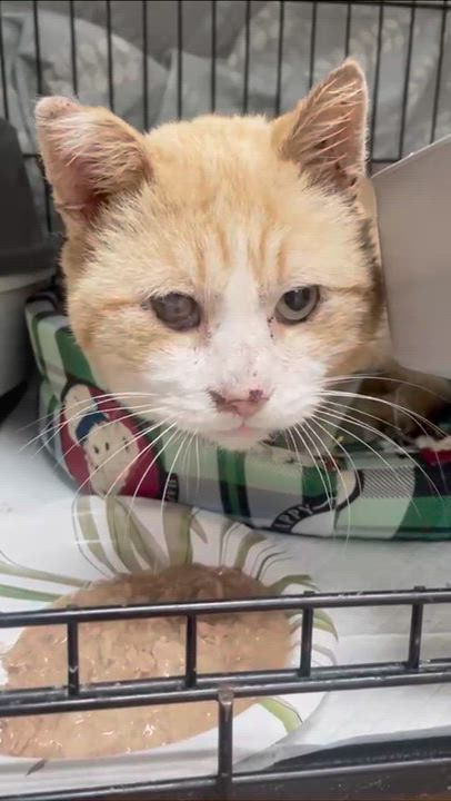 Enlarge Ozzie (FIV), an adopted Domestic Short Hair in Weehawken, NJ video 5/6