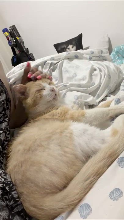 Enlarge Ozzie (FIV), an adopted Domestic Short Hair in Weehawken, NJ video 6/6