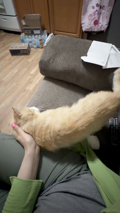 Enlarge Ozzie (FIV), an adopted Domestic Short Hair in Weehawken, NJ video 3/6