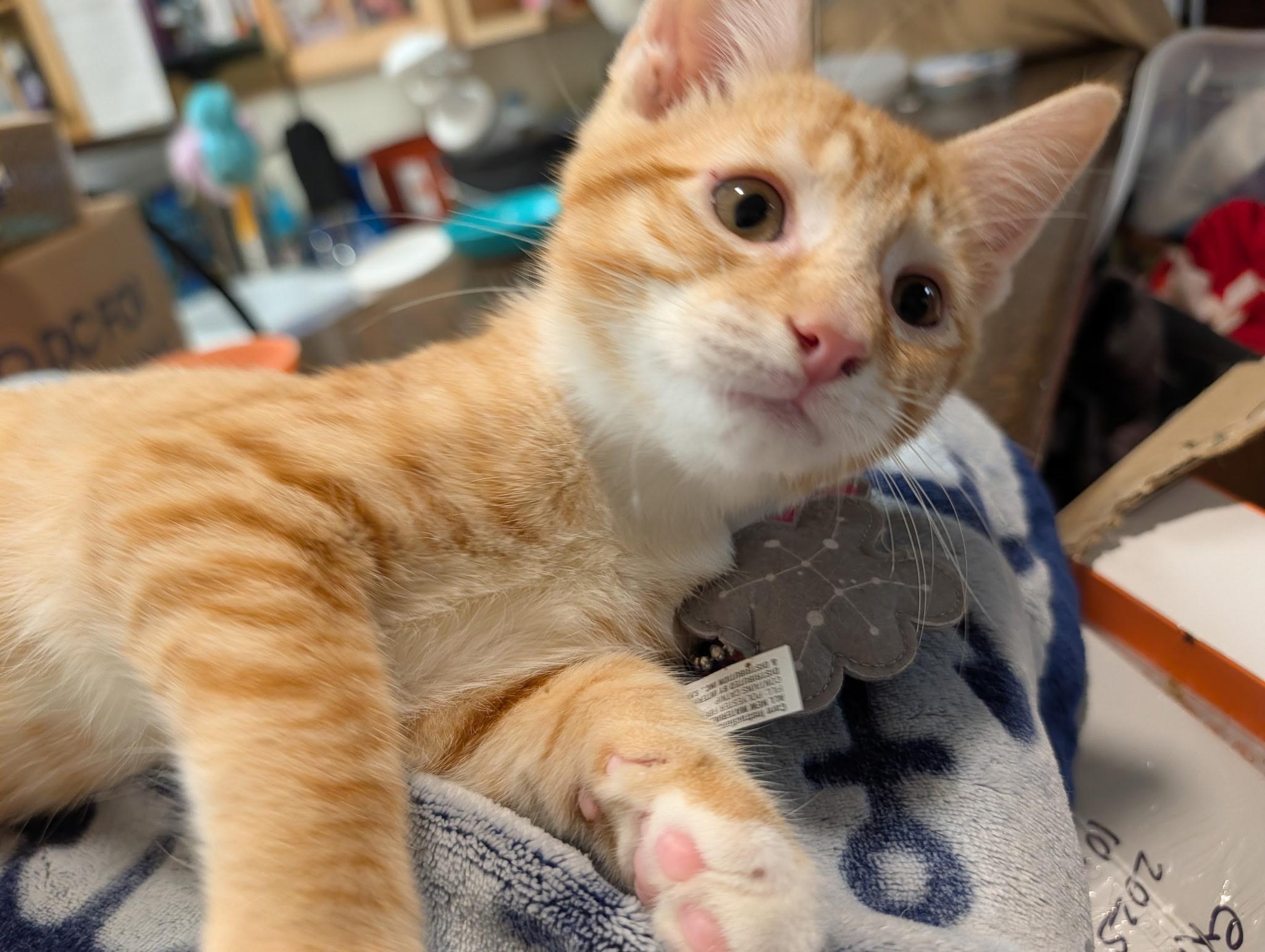 Fanta, adopted, Young Male Domestic Short Hair.