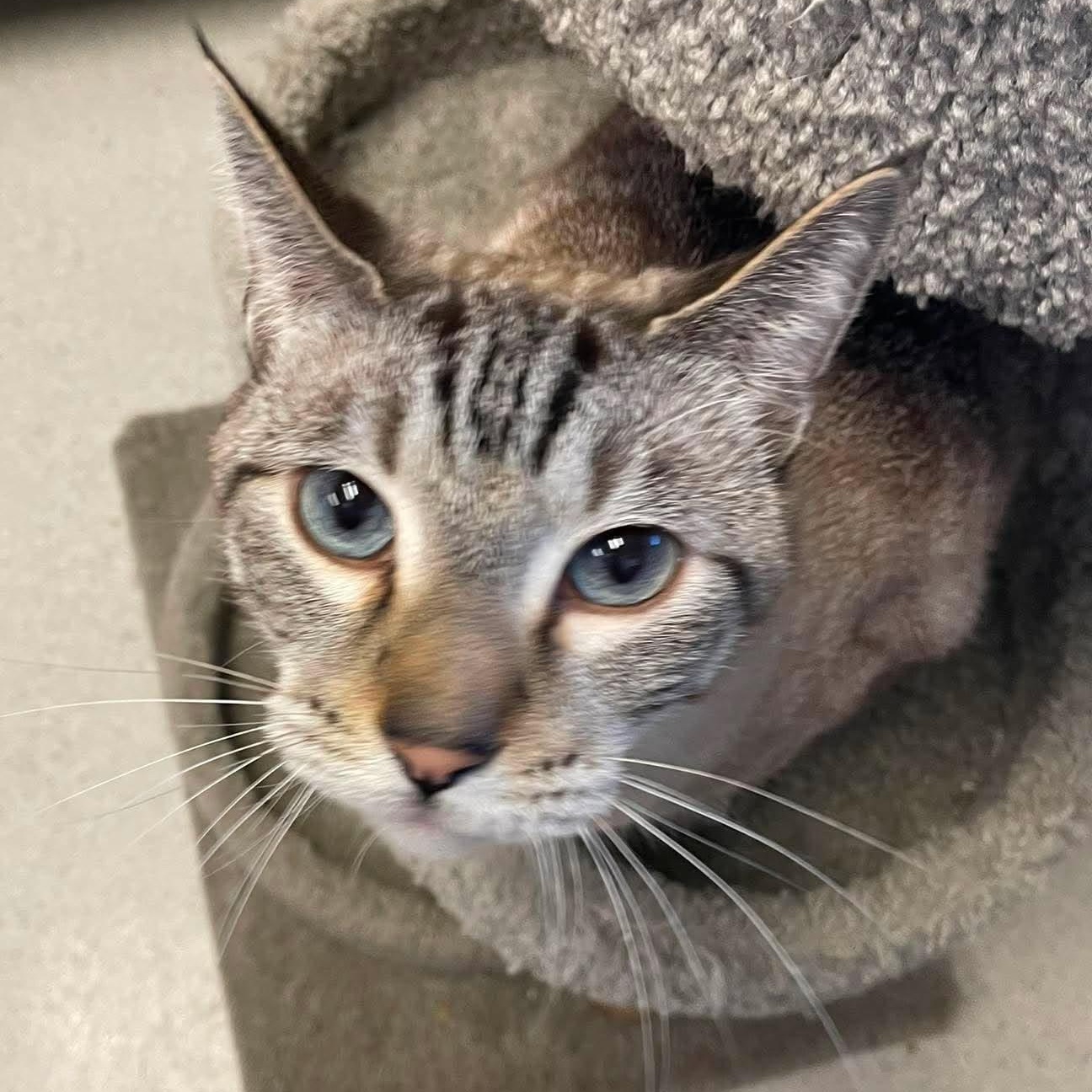 Saltine, Adopted, Adult Male Domestic Short Hair.