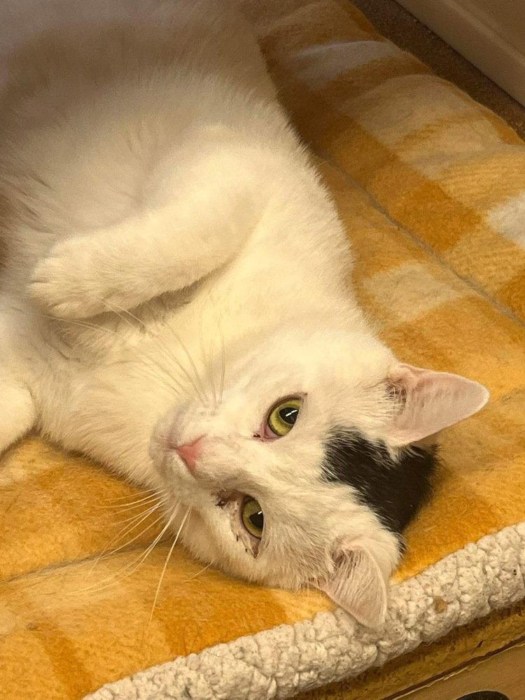 Nicholas, Adoptable, Adult Male Domestic Short Hair.