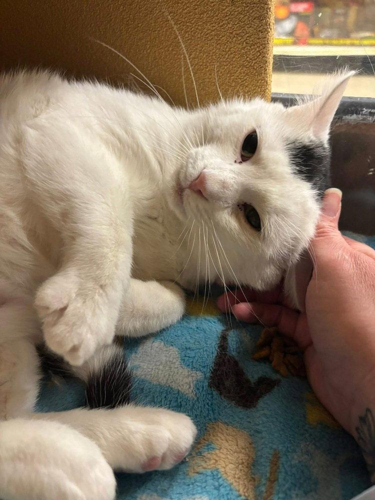 Enlarge Nicholas, a Adoptable Domestic Short Hair in O'Fallon, MO image 2/3