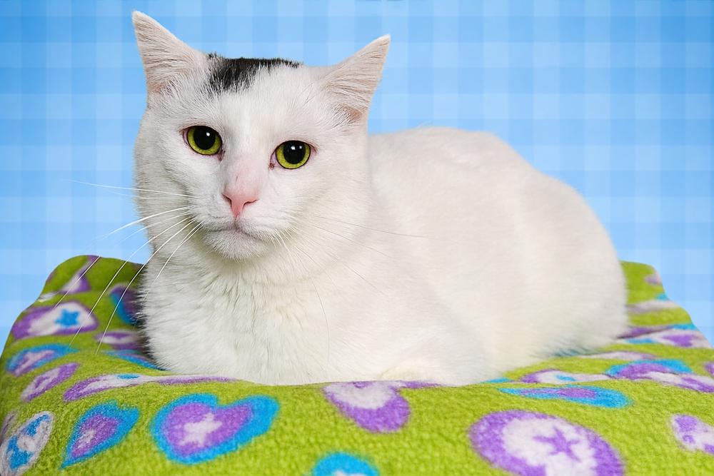 Enlarge Nicholas, a Adoptable Domestic Short Hair in O'Fallon, MO image 3/3