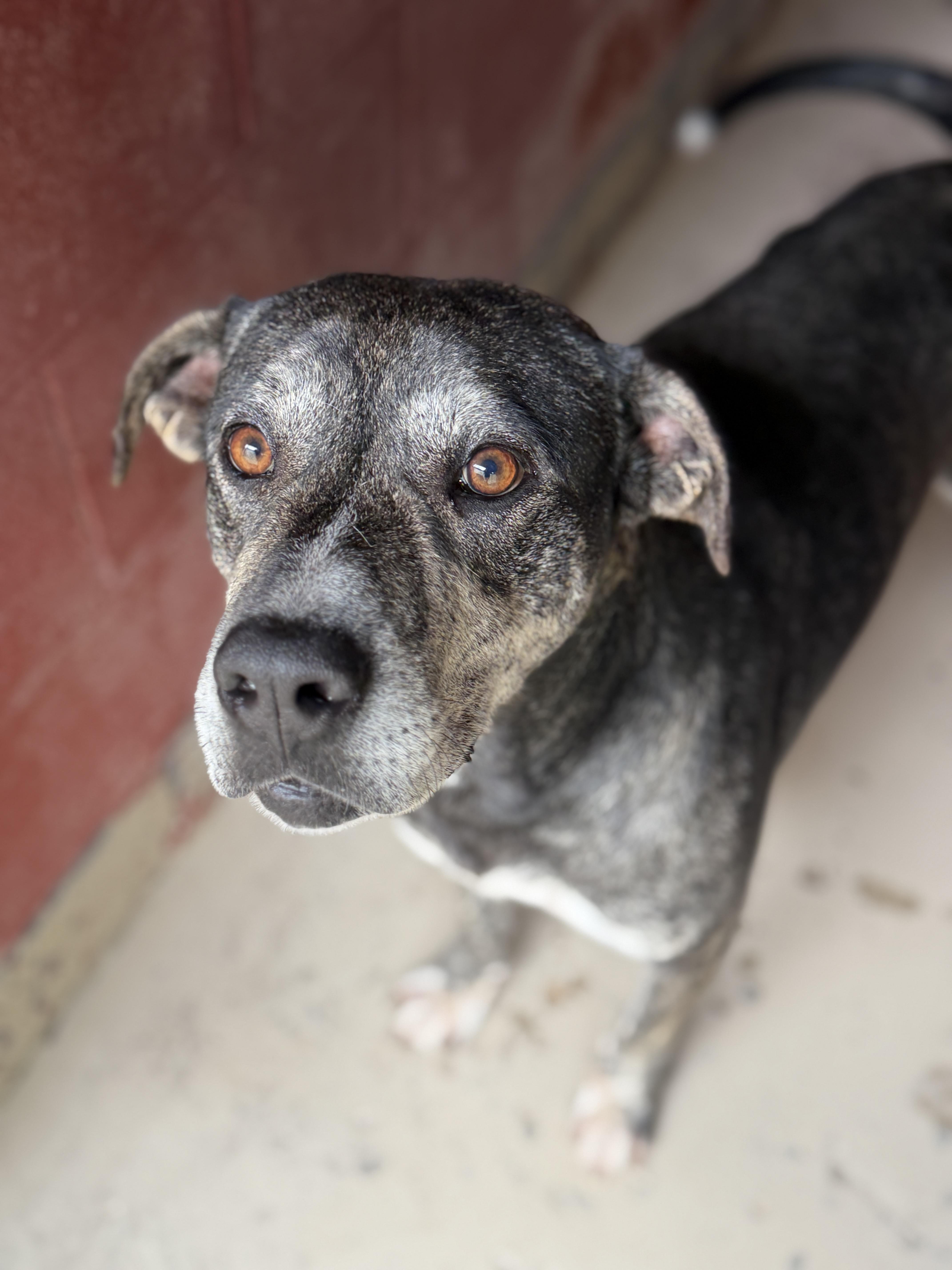 Cash, Adoptable, Adult Male Mixed Breed.