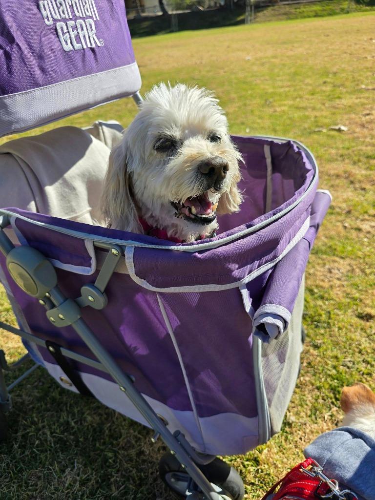 Jill, a Adoptable mixed breed in El Cajon, CA image 1/6