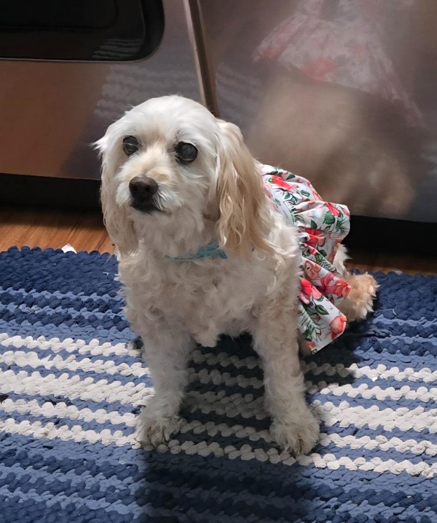 Jill, a Adoptable mixed breed in El Cajon, CA image 2/6