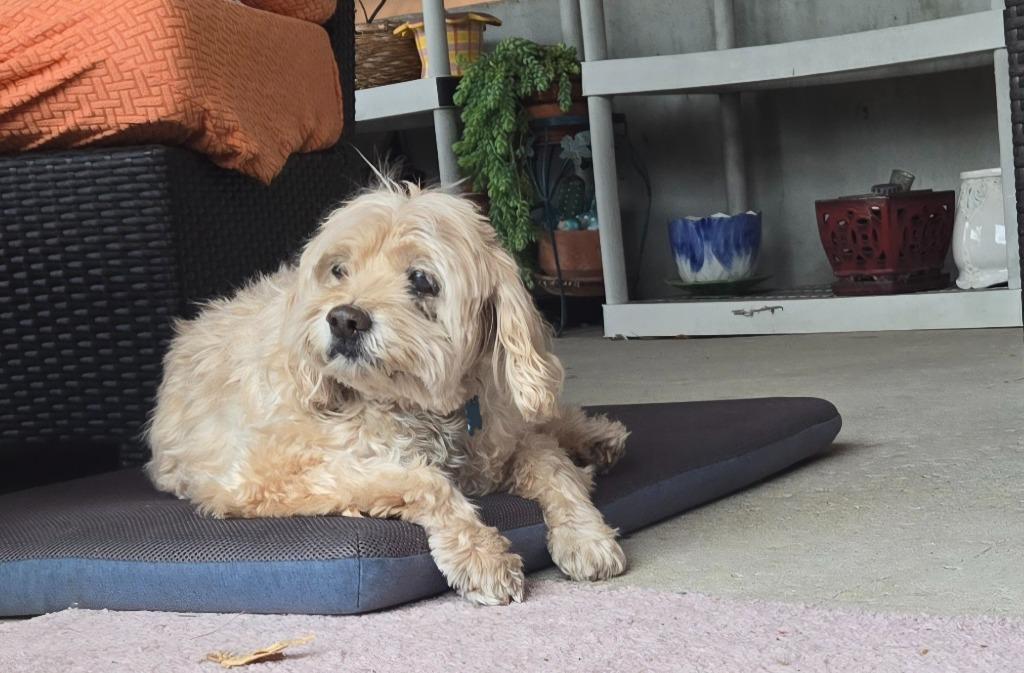 Enlarge Jill, a Adoptable mixed breed in El Cajon, CA image 6/6