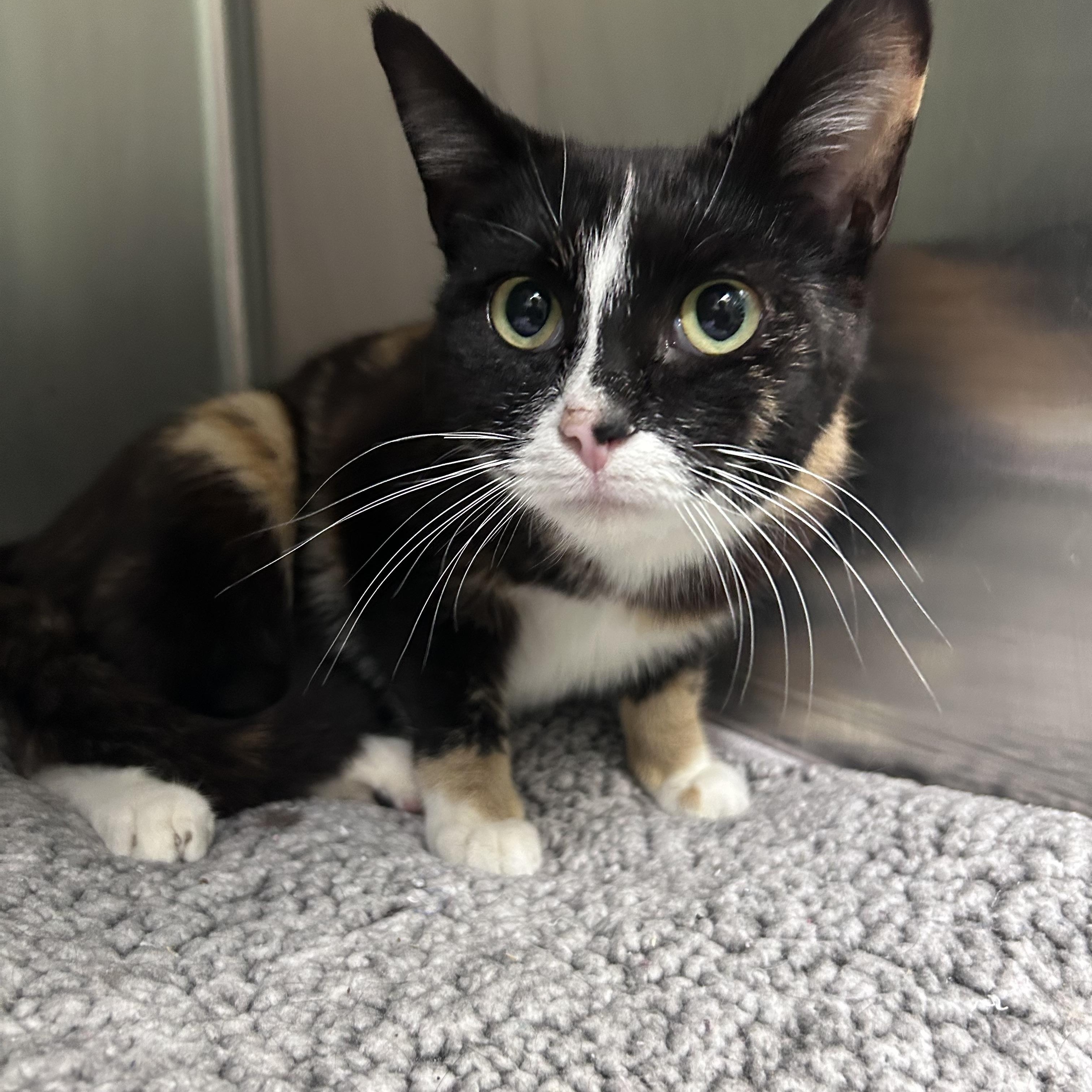 Enlarge Sweet Tart, an adopted mixed breed in Greensboro, NC image 3/3