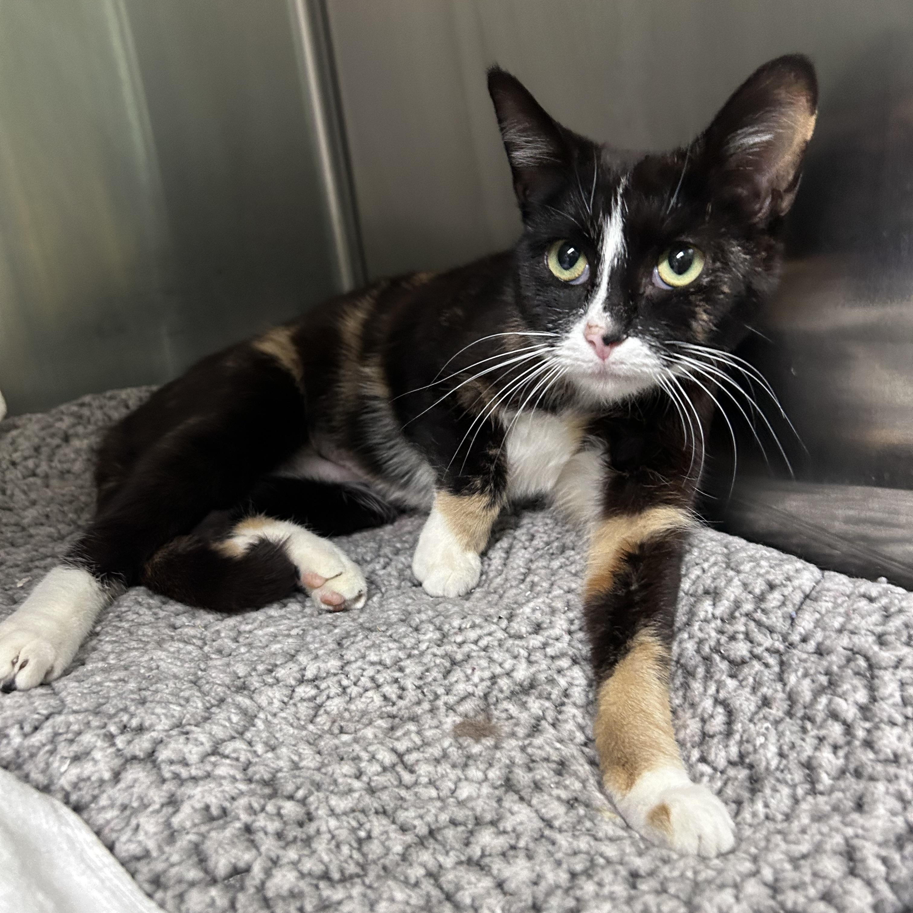 Enlarge Sweet Tart, an adopted mixed breed in Greensboro, NC image 2/3