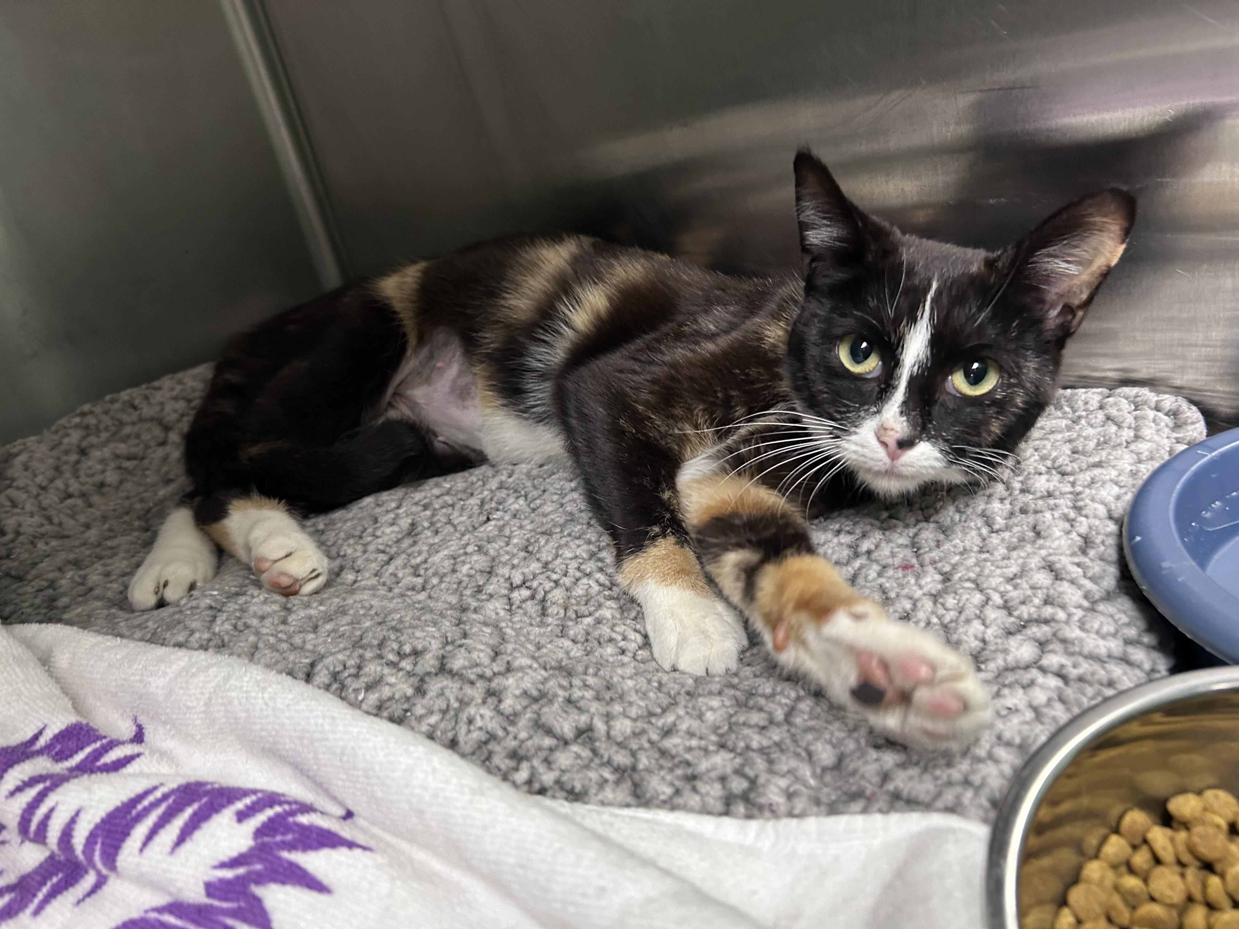 Enlarge Sweet Tart, an adopted mixed breed in Greensboro, NC image 1/3