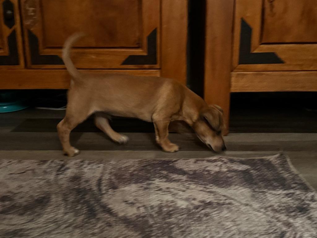 Enlarge Marcello, a Adoptable mixed breed in Bristol, WI image 1/6