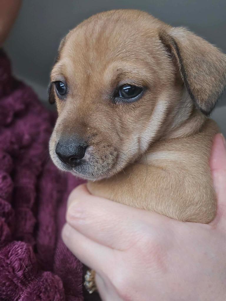 Marcello, Adoptable, Puppy Male Chihuahua.
