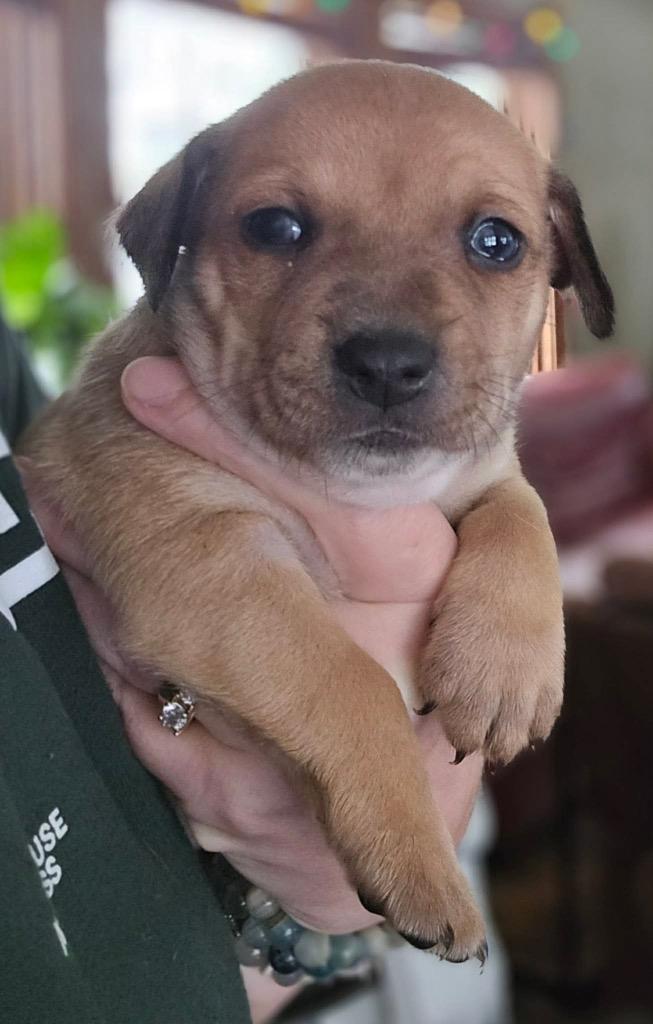 Enlarge Marcello, a Adoptable mixed breed in Bristol, WI image 3/6