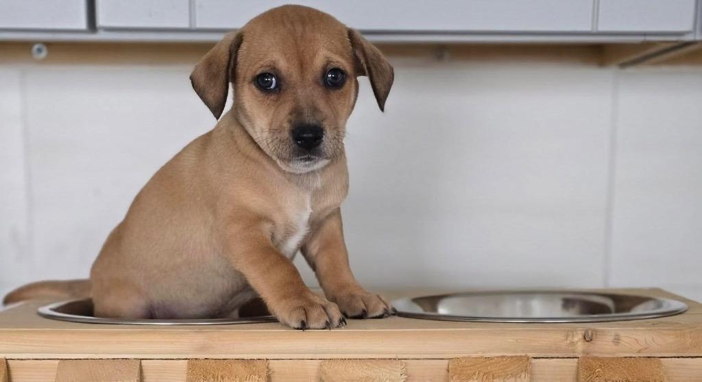 Enlarge Marcello, a Adoptable mixed breed in Bristol, WI image 5/6