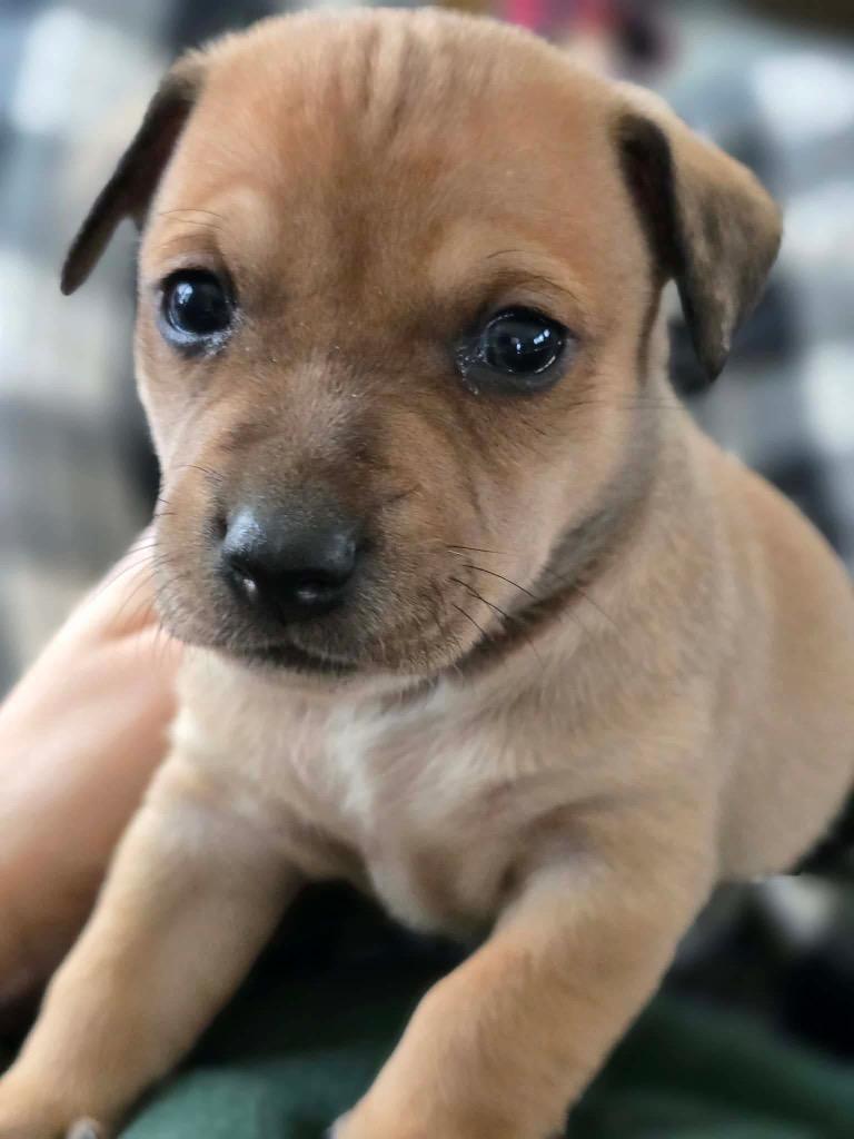 Enlarge Marcello, a Adoptable mixed breed in Bristol, WI image 6/6