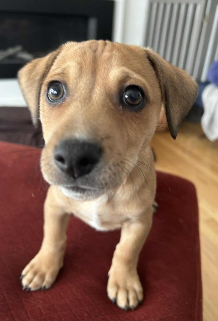 Enlarge Marcello, a Adoptable mixed breed in Bristol, WI image 5/6