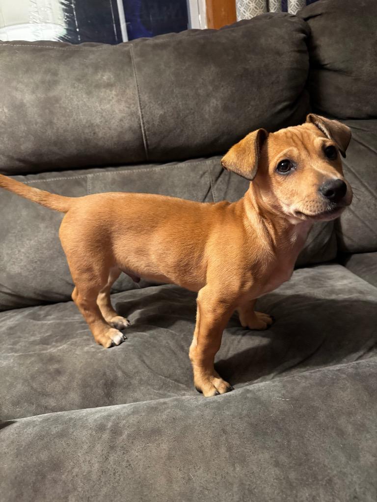 Enlarge Marcello, a Adoptable mixed breed in Bristol, WI image 6/6