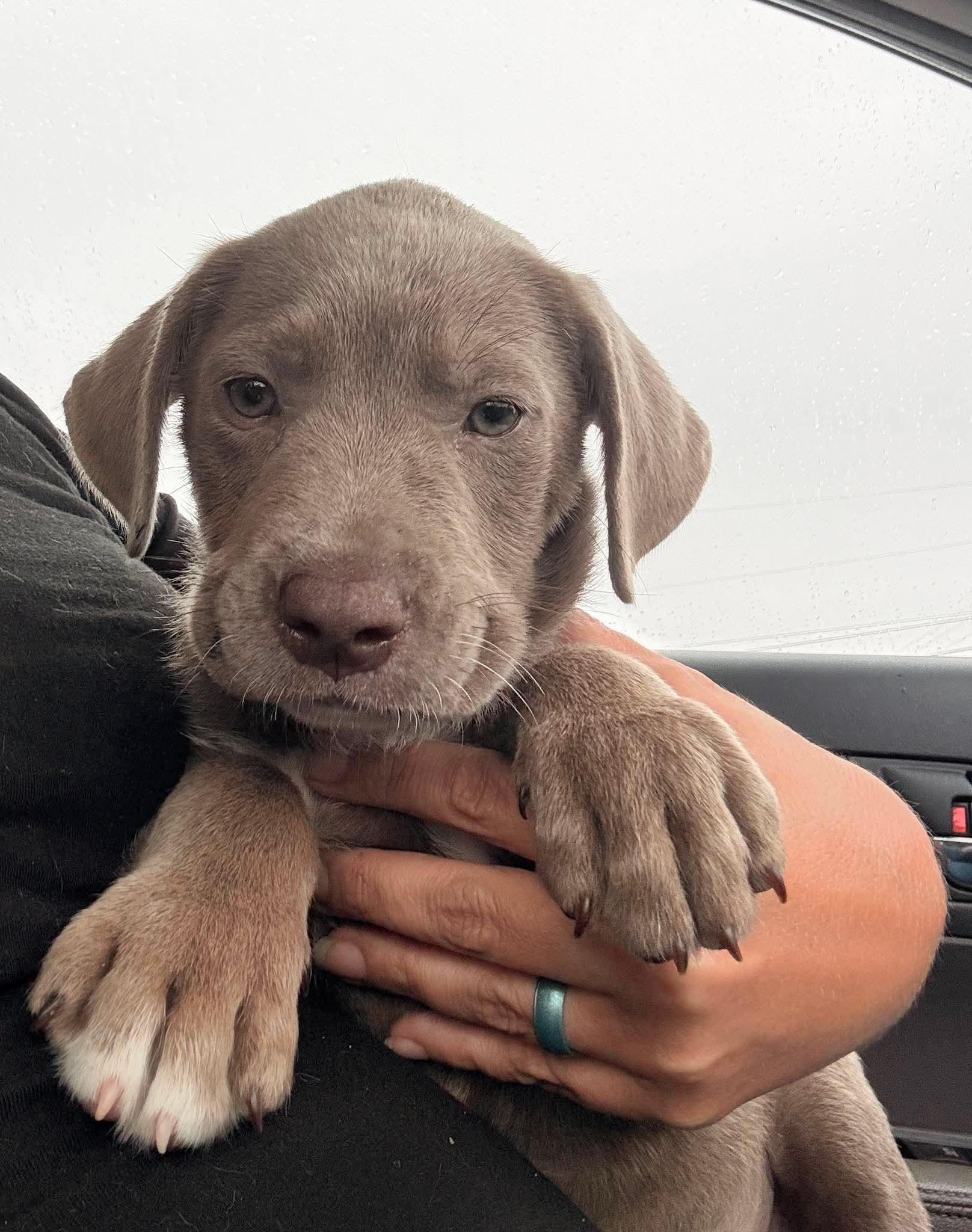 Asher, Adoptable, Puppy Male Weimaraner.