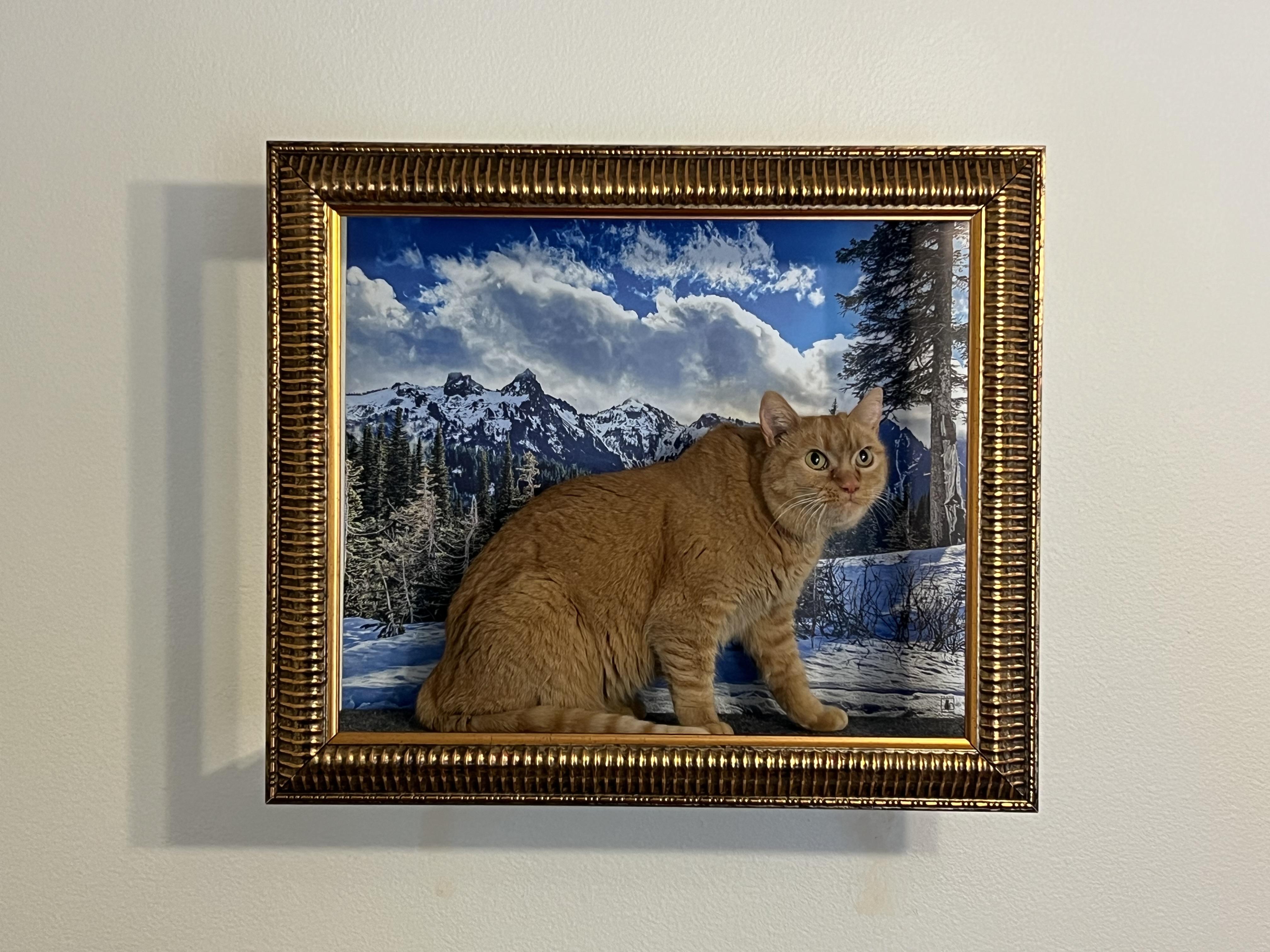 Andie (F), a Adoptable mixed breed in Los Angeles, CA image 6/6