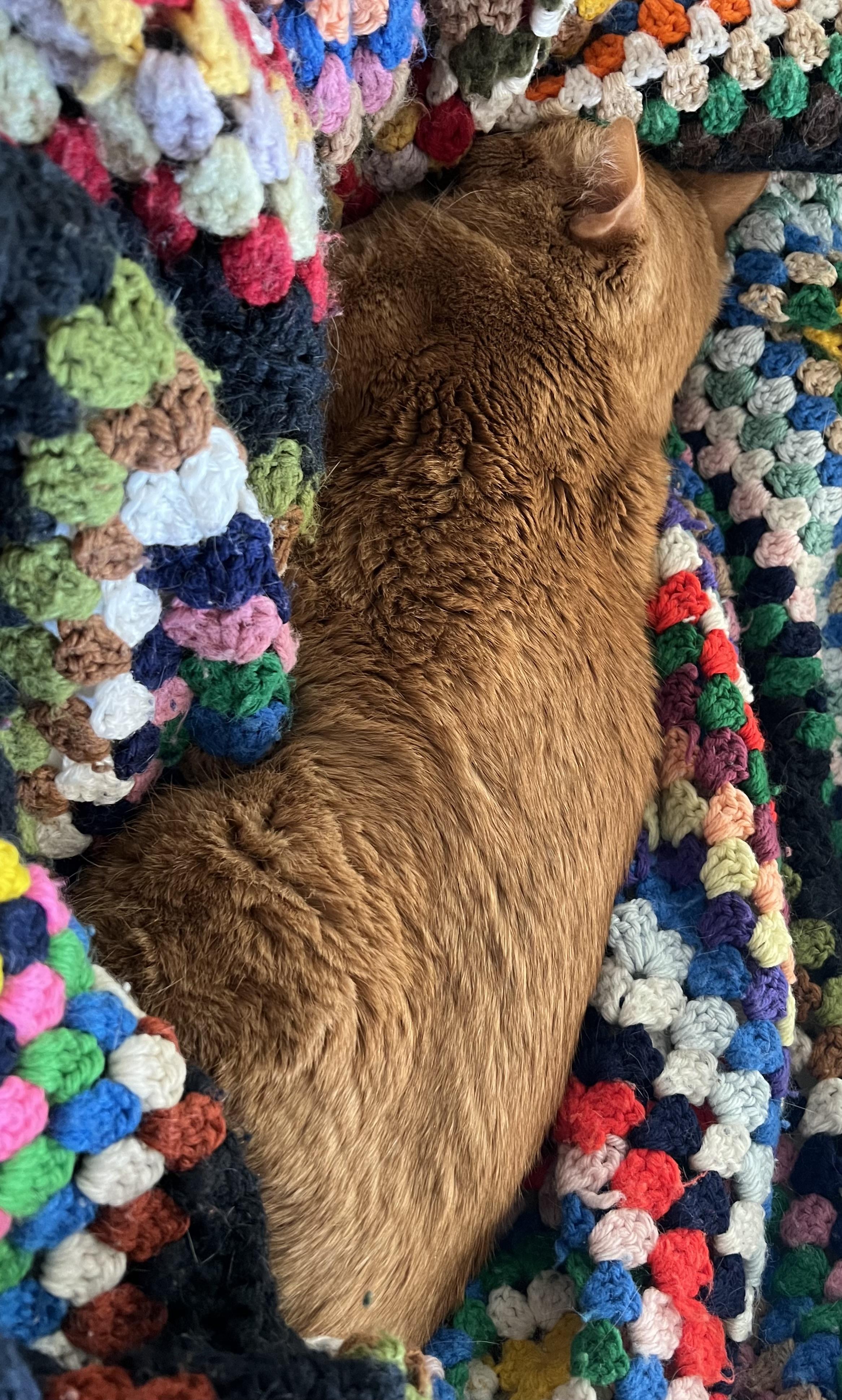 Andie (F), a Adoptable mixed breed in Los Angeles, CA image 5/6