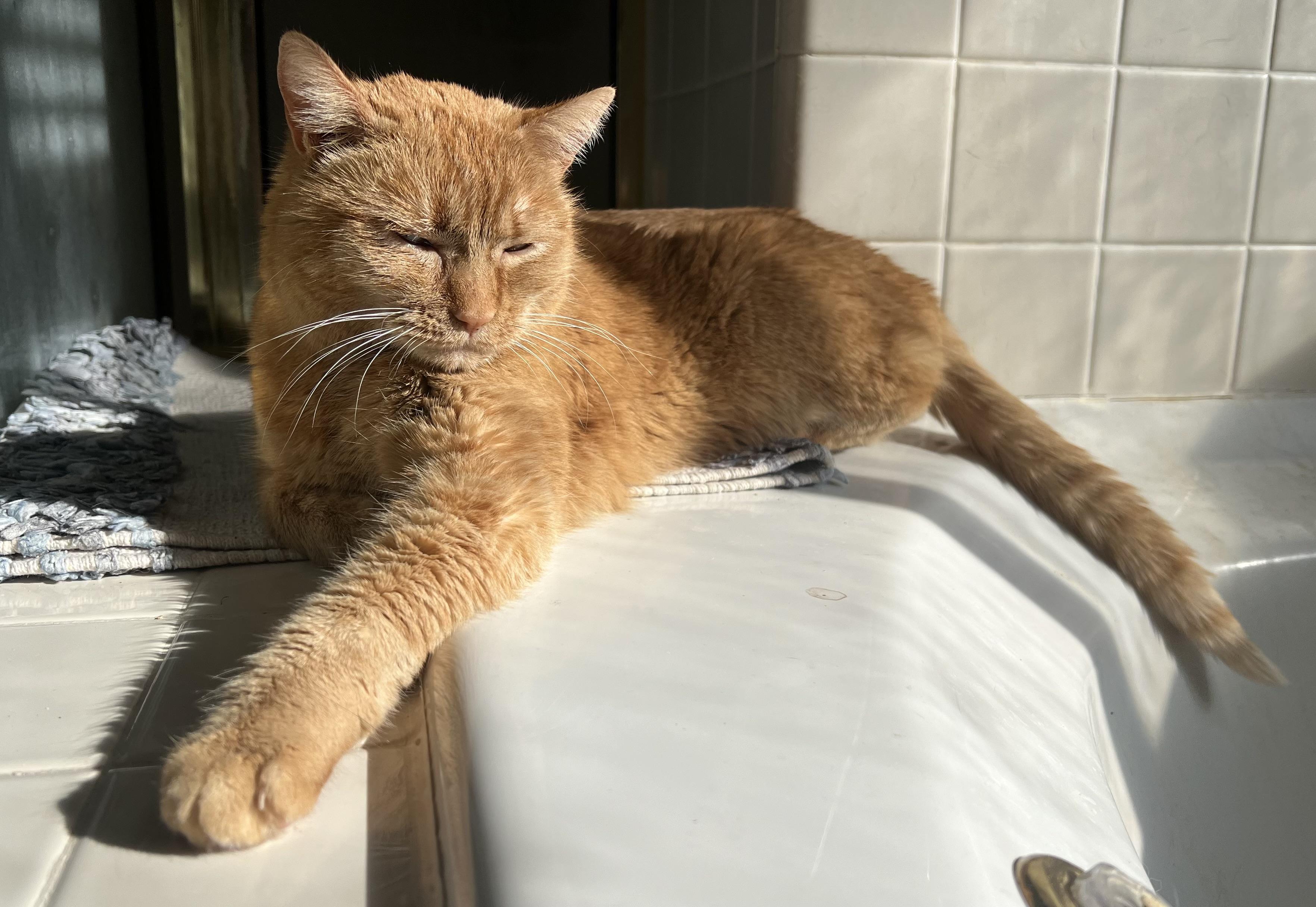 Andie (F), Adoptable, Adult Female British Shorthair & Tabby.