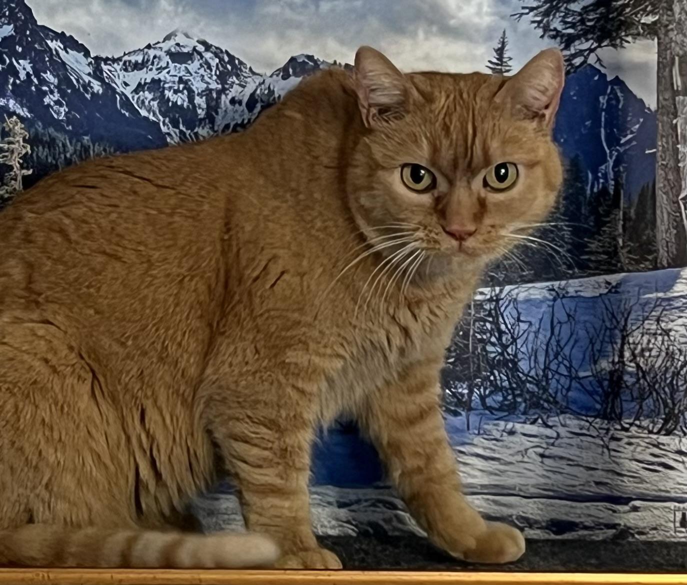 Andie (F), a Adoptable mixed breed in Los Angeles, CA image 1/6