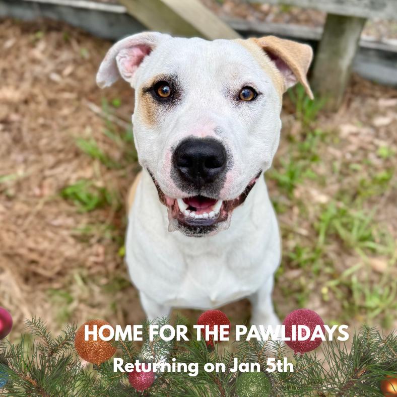 Banks, Adoptable, Adult Male Mixed Breed.