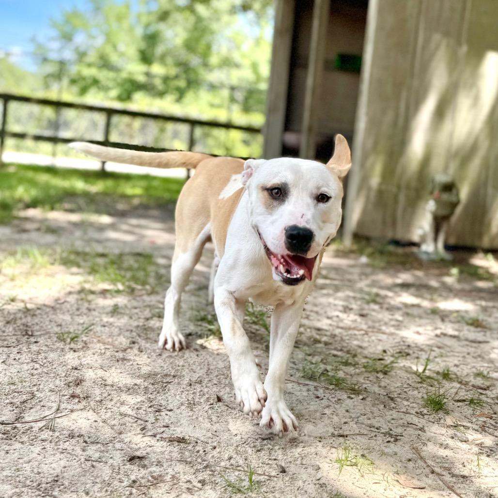 Banks, Adoptable, Adult Male Mixed Breed.