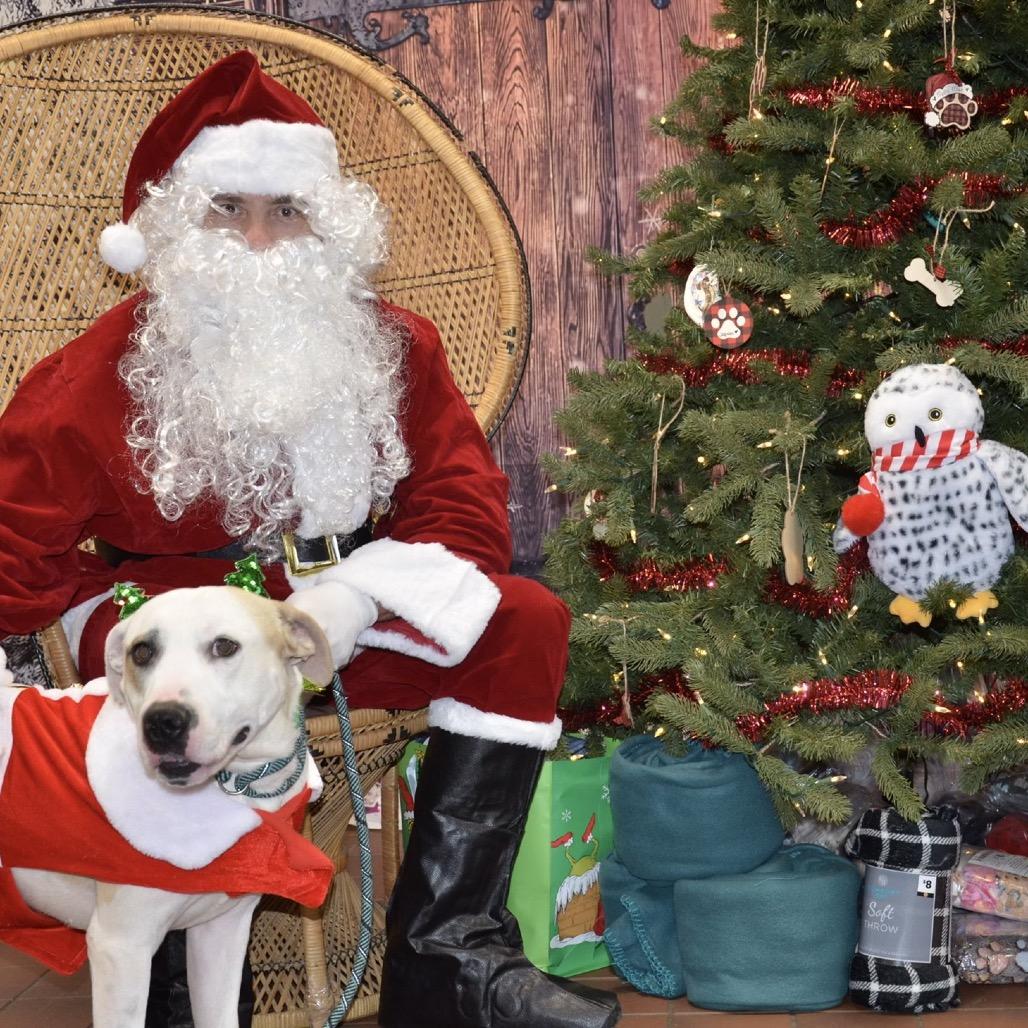 Enlarge Banks, a Adoptable Mixed Breed in Milton, FL image 2/3