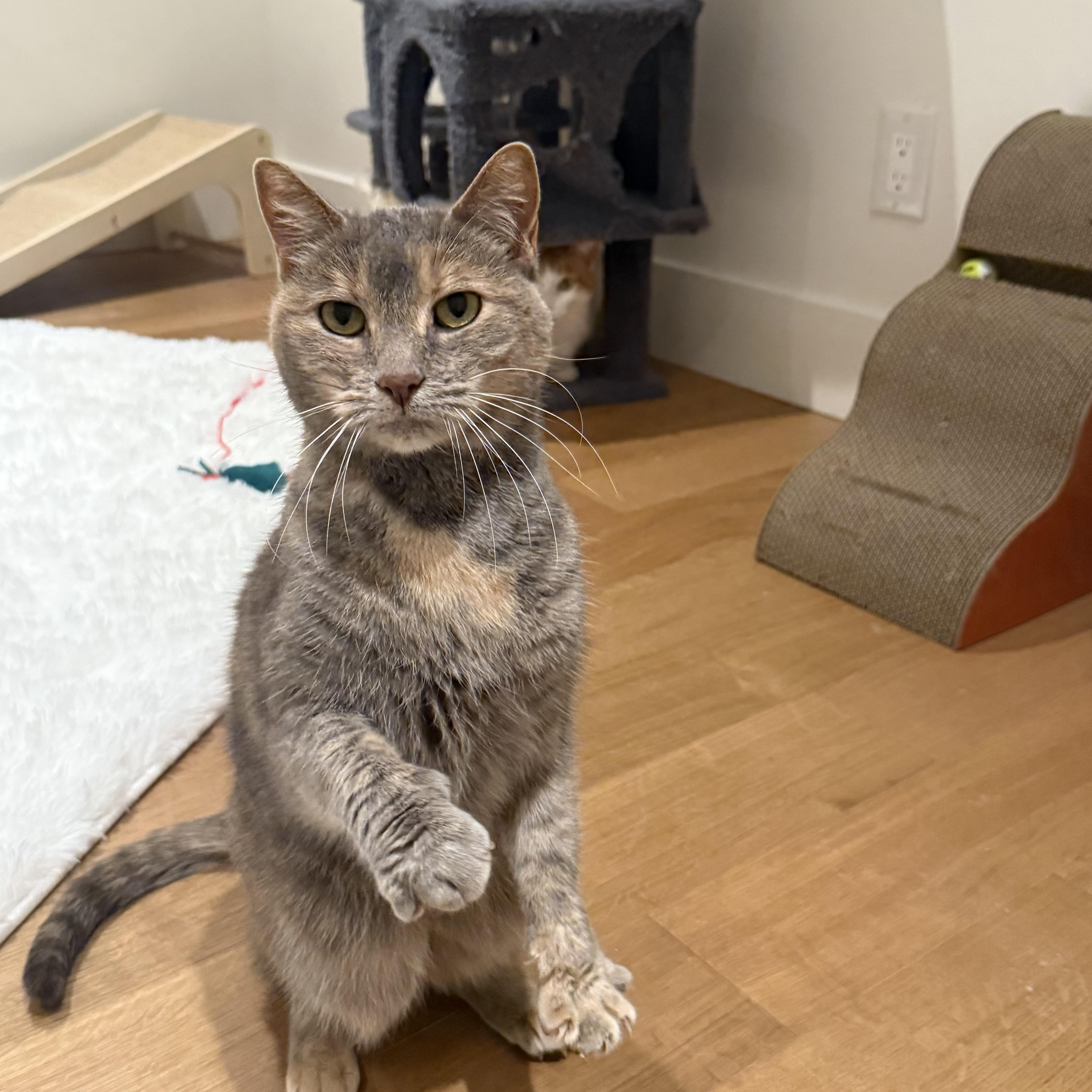 Ash (bonded to Oliver), a ADOPTABLE American Shorthair in Sunset Valley, TX image 2/4