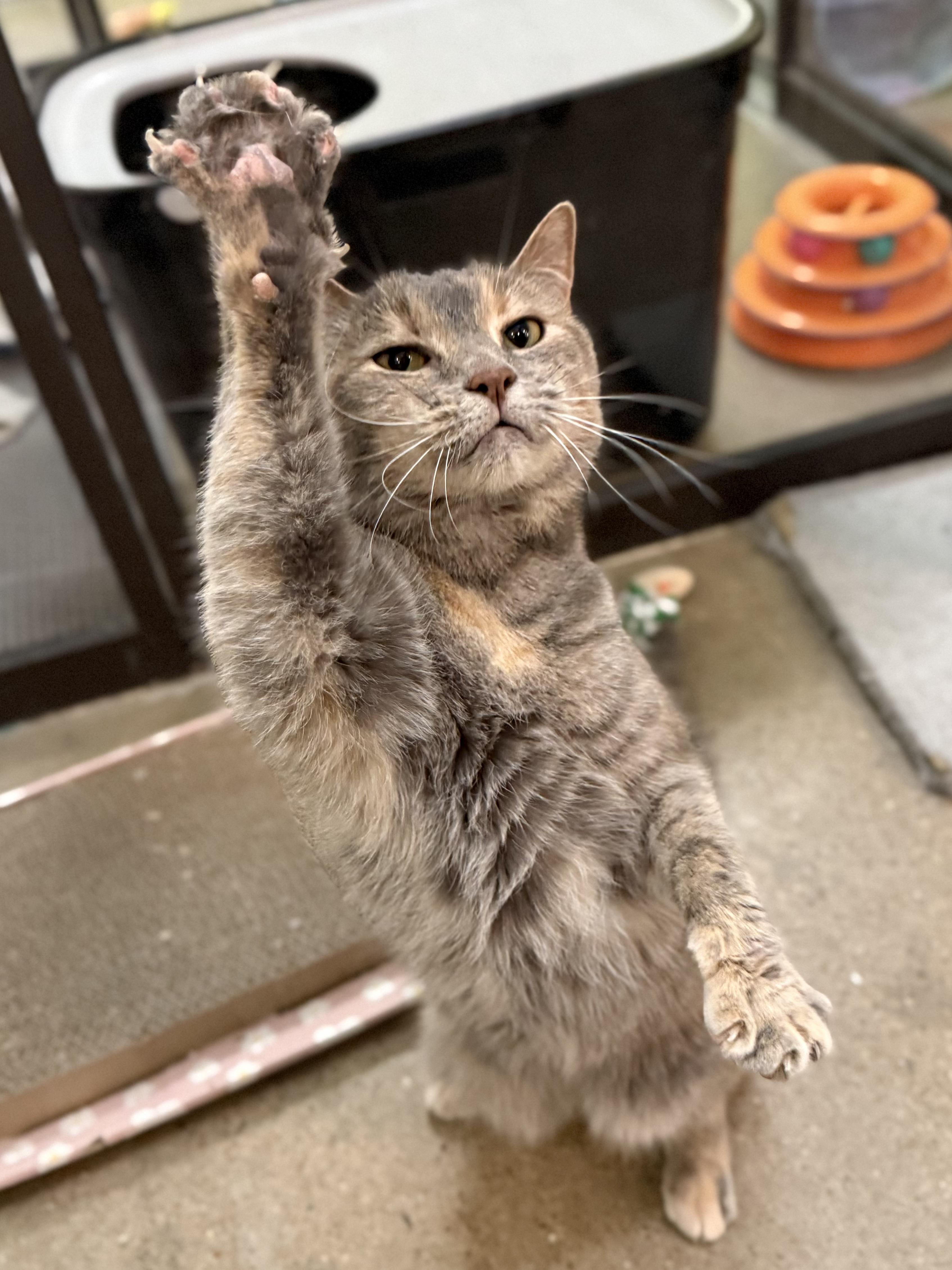 Ash (bonded to Oliver), a ADOPTABLE American Shorthair in Sunset Valley, TX image 4/4