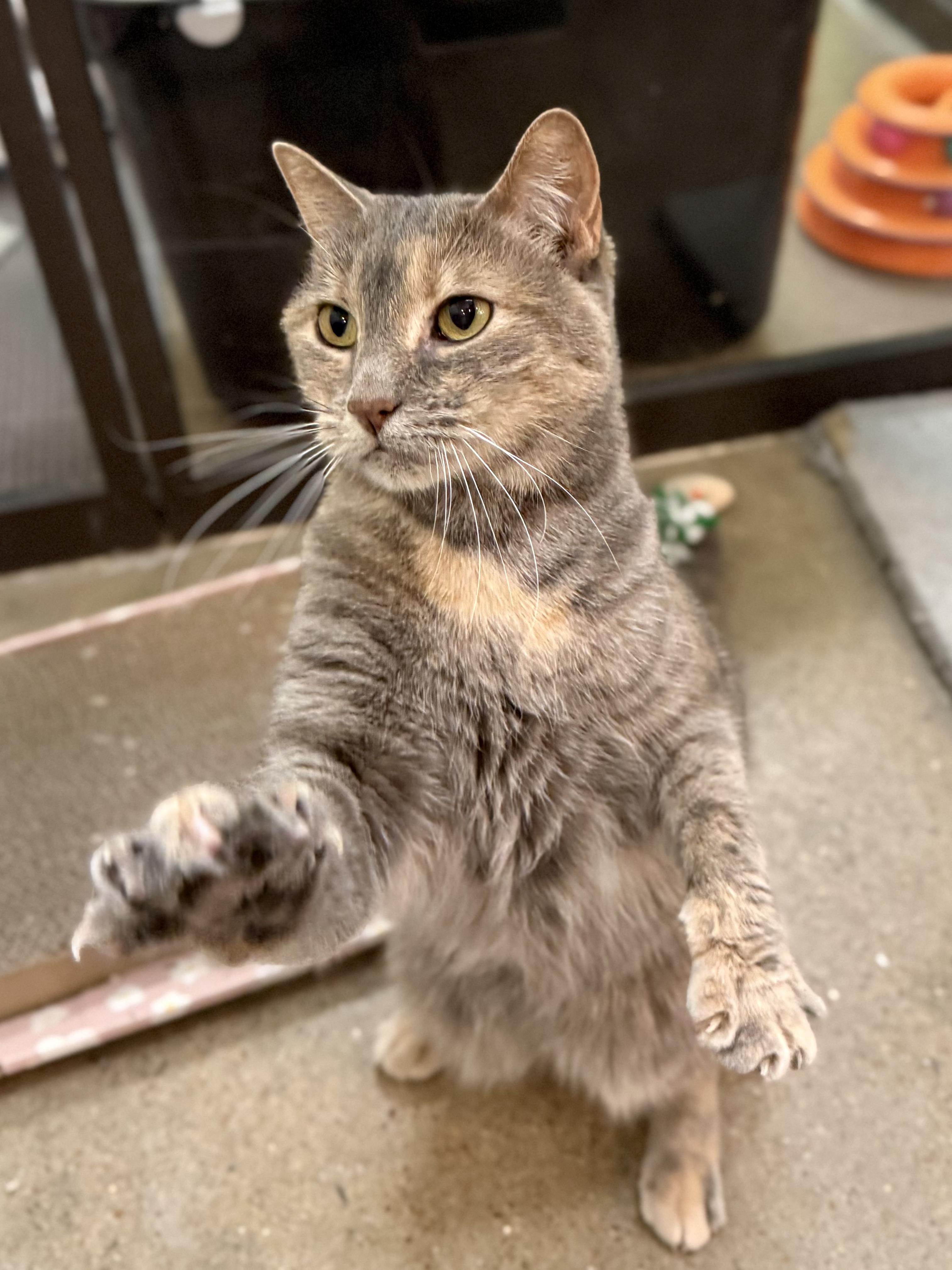 Ash (bonded to Oliver), ADOPTABLE, Adult Female American Shorthair.