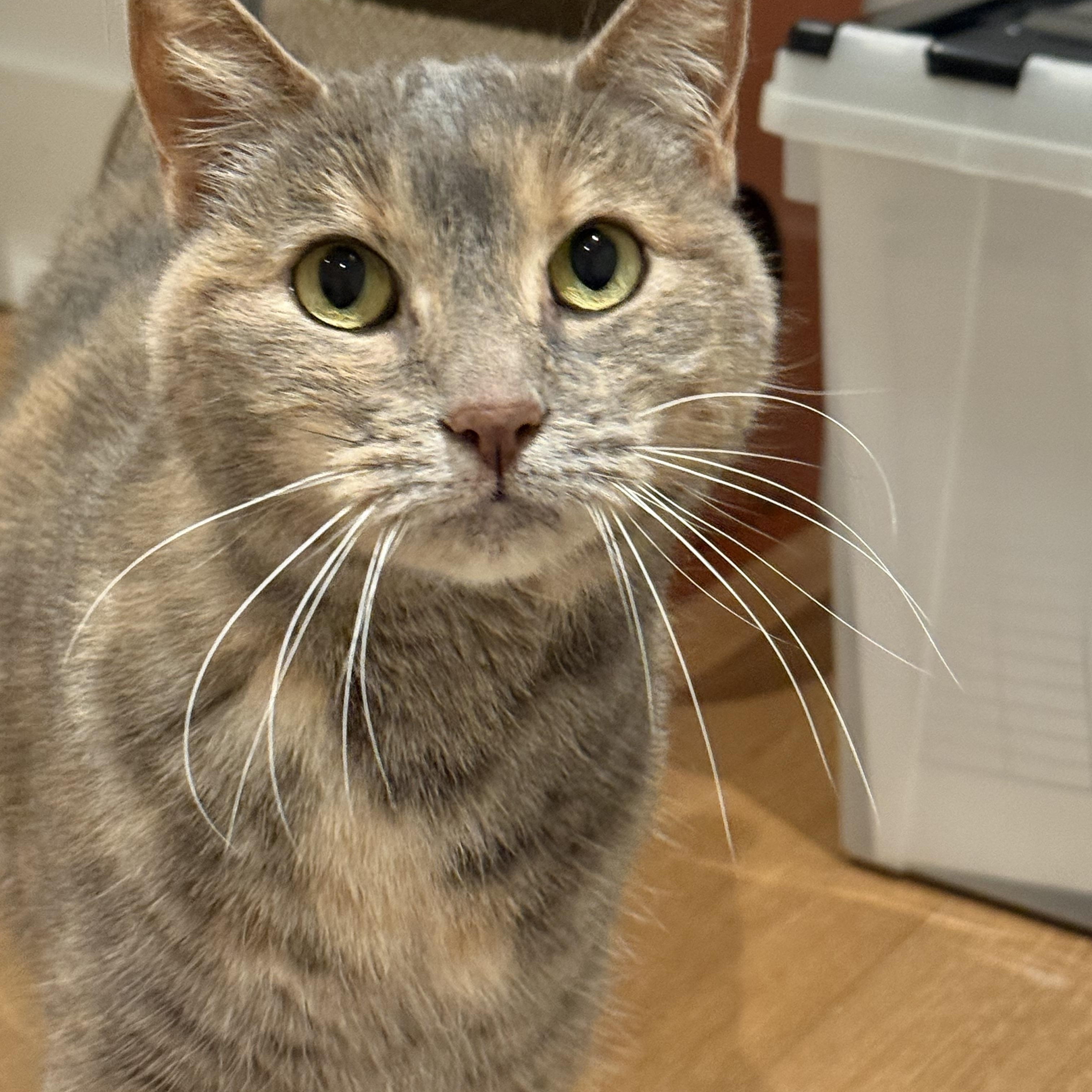 Ash (bonded to Oliver), ADOPTABLE, Adult Female American Shorthair.