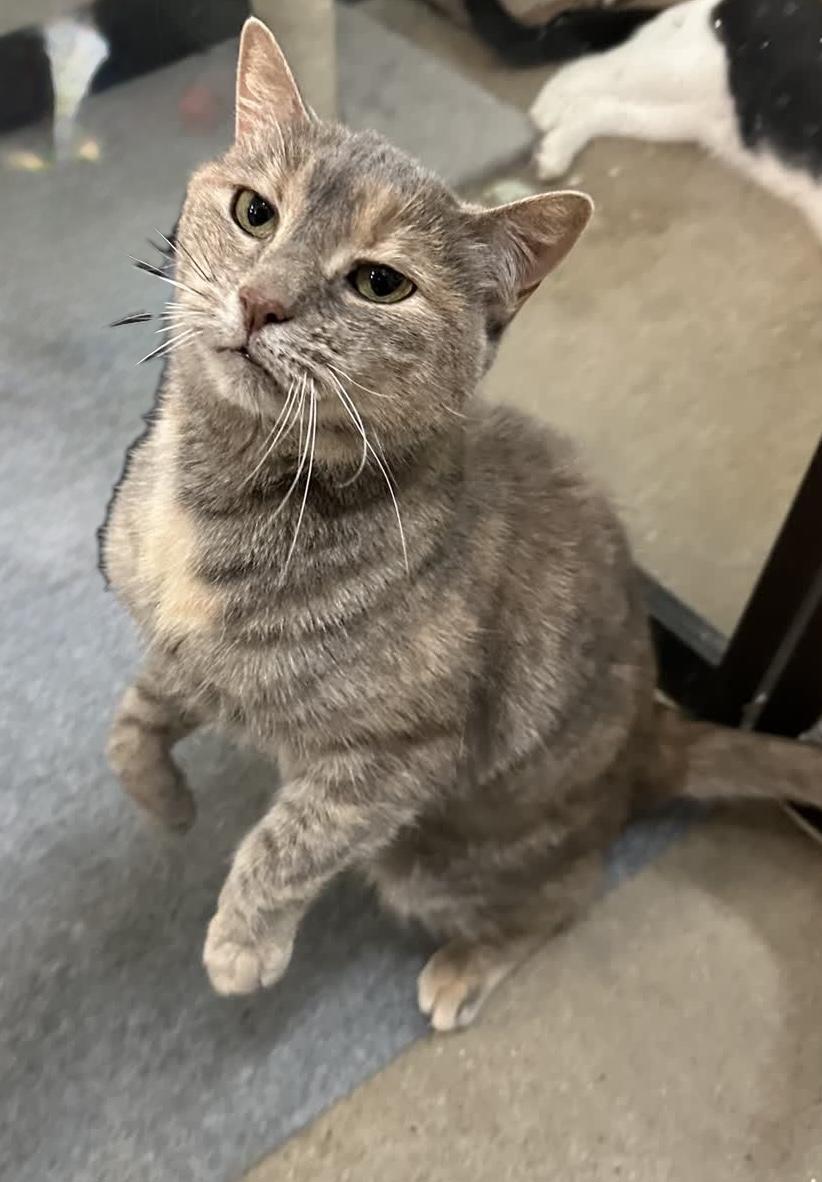 Enlarge Ash (bonded to Oliver), a ADOPTABLE American Shorthair in Sunset Valley, TX image 6/6