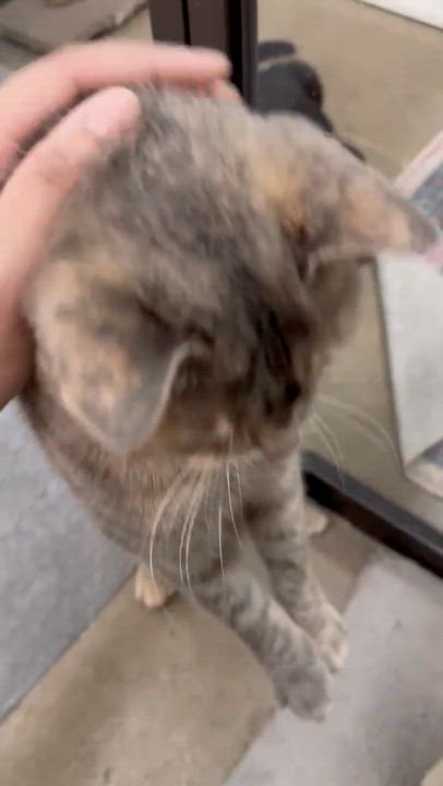 Enlarge Ash (bonded to Oliver), a ADOPTABLE American Shorthair in Sunset Valley, TX video 3/6