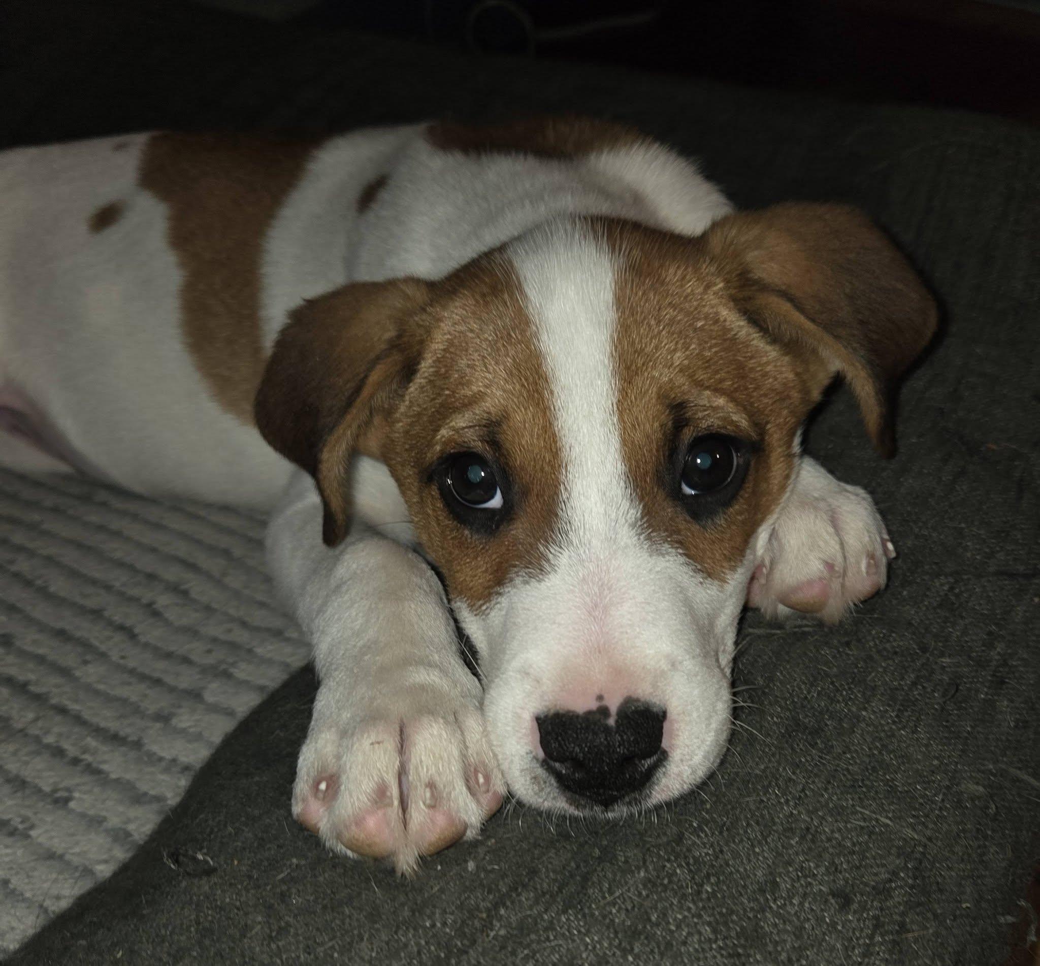 JarJar, ADOPTABLE, Puppy Male Boxer & Mountain Cur.