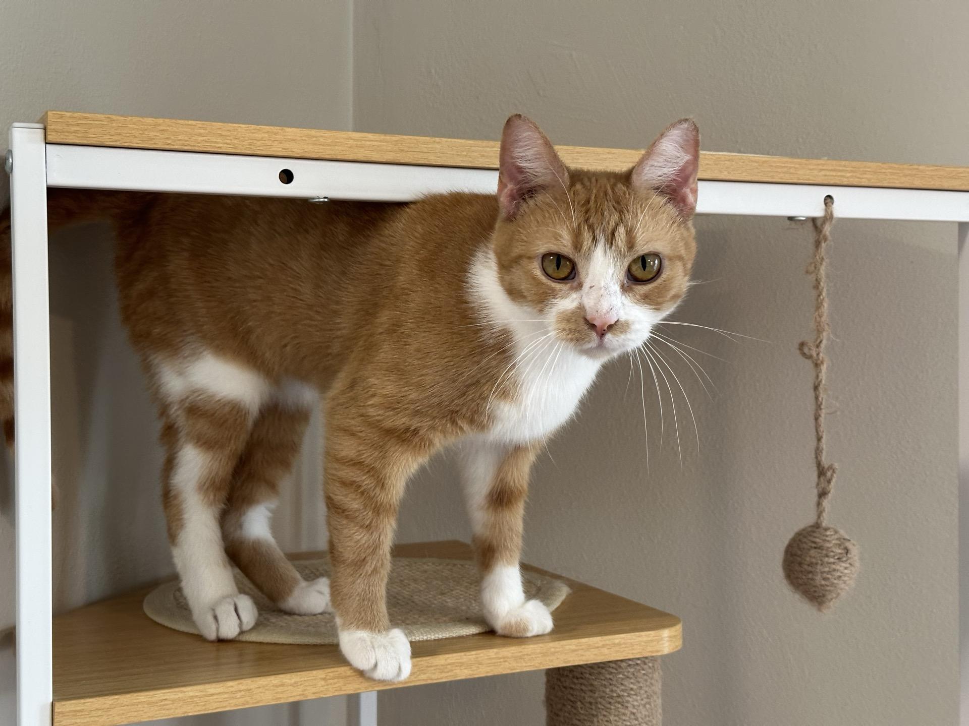 Merida, Adoptable, Young Female Domestic Short Hair.