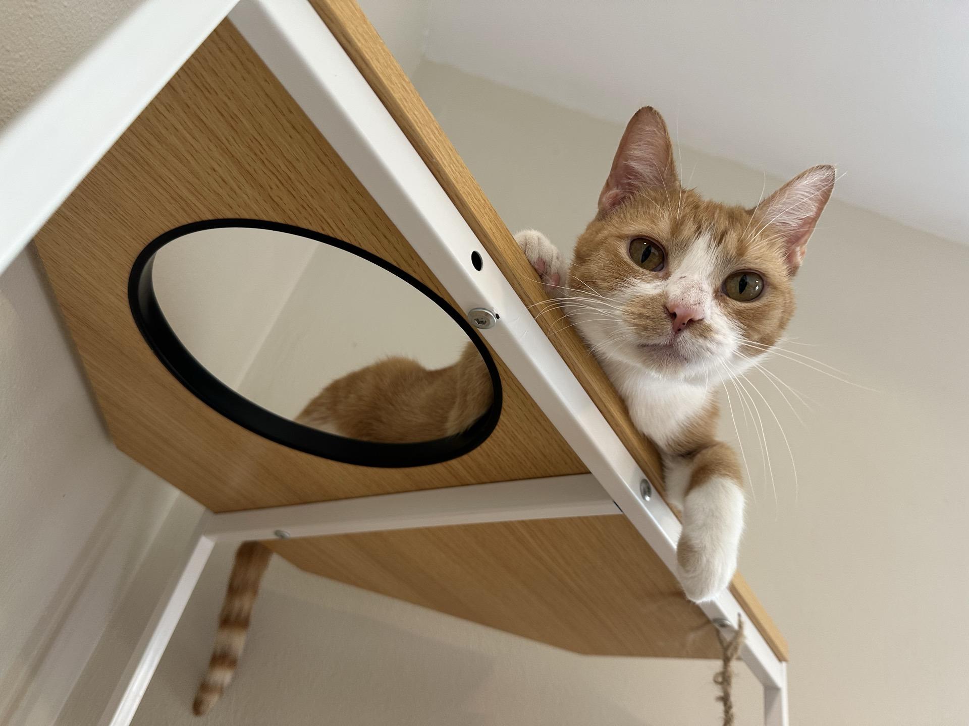 Enlarge Merida, a Adoptable Domestic Short Hair in Greensburg, PA image 3/6