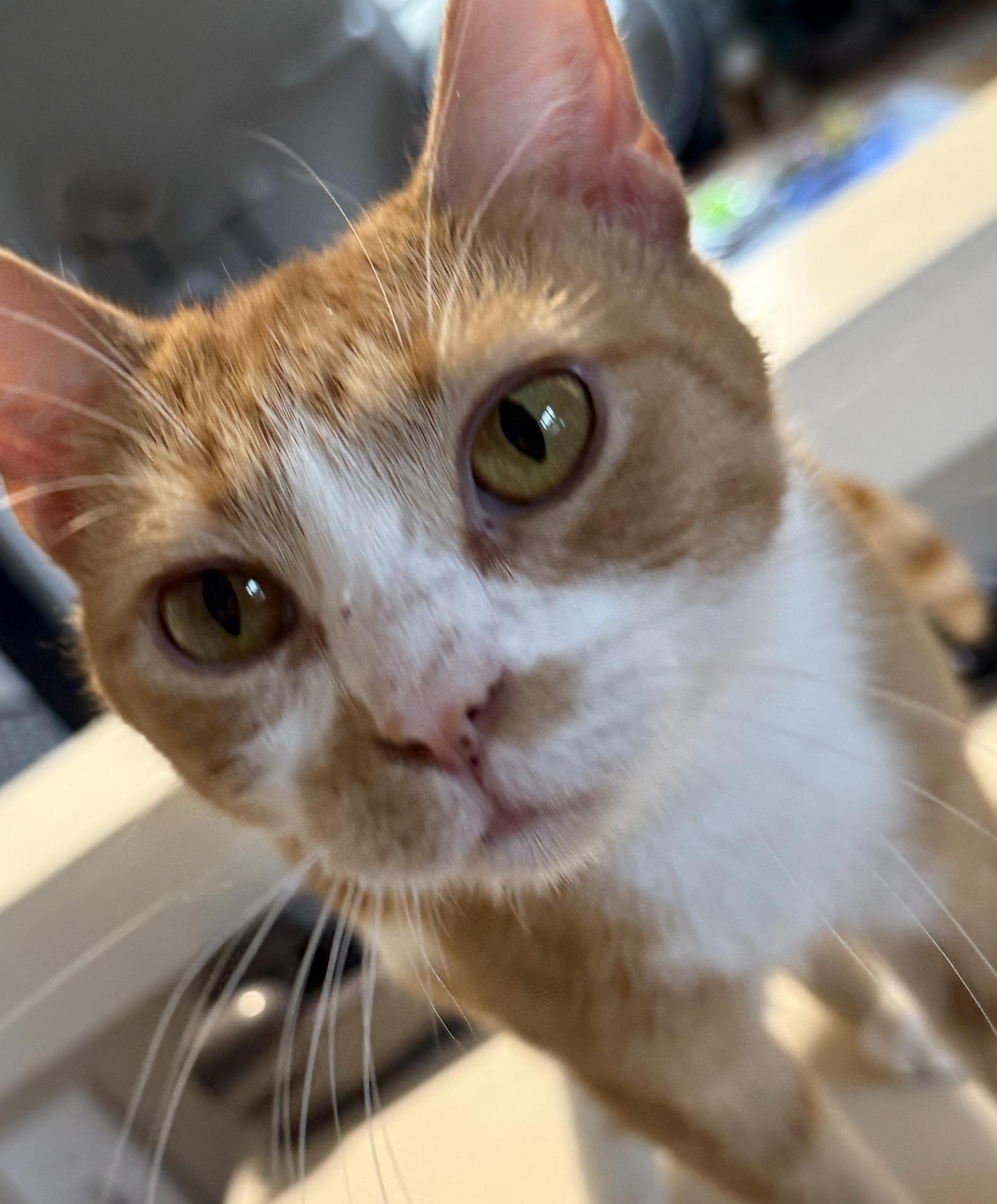 Enlarge Merida, a Adoptable Domestic Short Hair in Greensburg, PA image 6/6