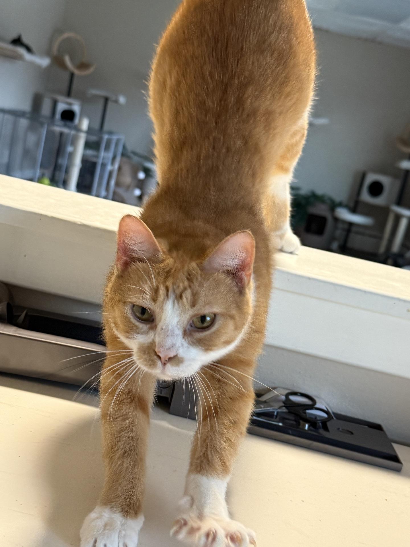 Enlarge Merida, a Adoptable Domestic Short Hair in Greensburg, PA image 4/6