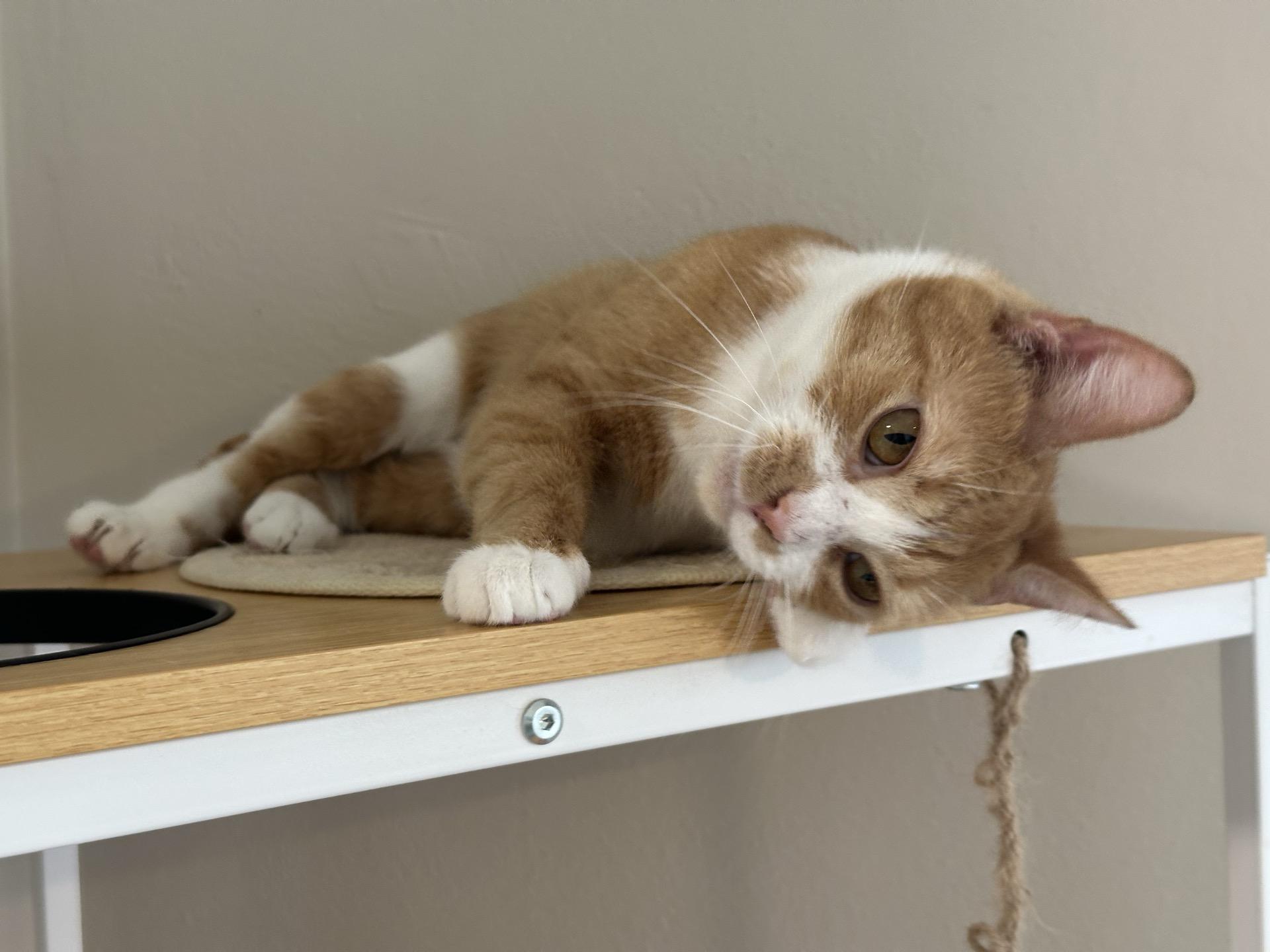 Enlarge Merida, a Adoptable Domestic Short Hair in Greensburg, PA image 2/6