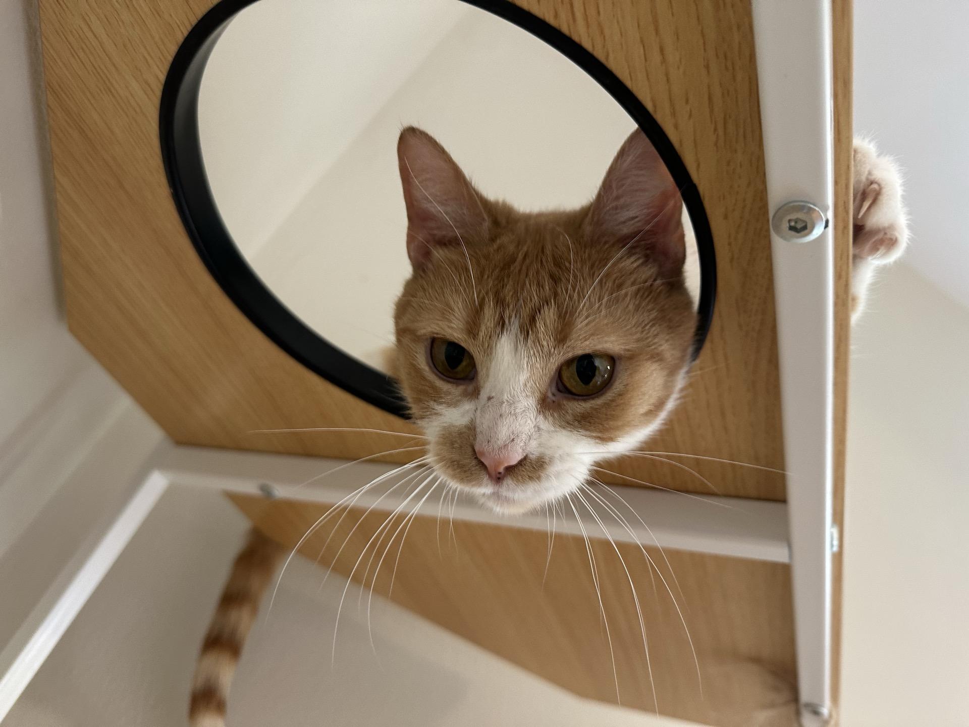 Enlarge Merida, a Adoptable Domestic Short Hair in Greensburg, PA image 5/6