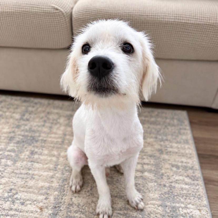Noodle, ADOPTABLE, Puppy Male Labrador Retriever & Poodle.
