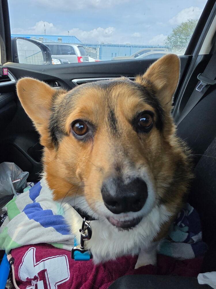 Bear, Adoptable, Young Male Corgi.
