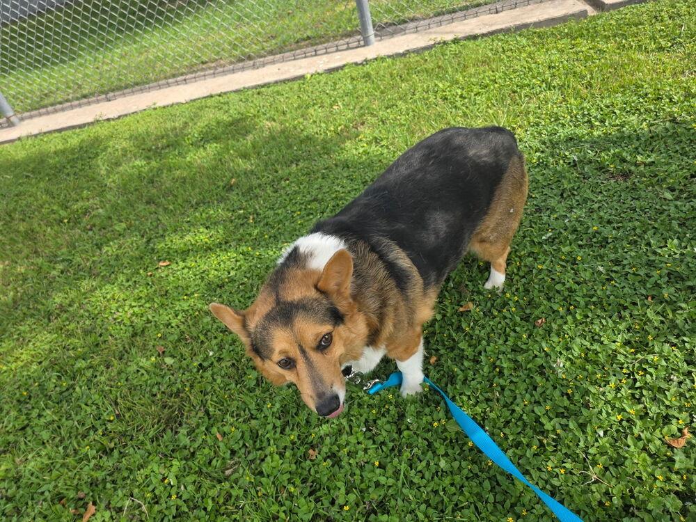 Enlarge Bear, a Adoptable Corgi in Lockhart, TX image 2/6