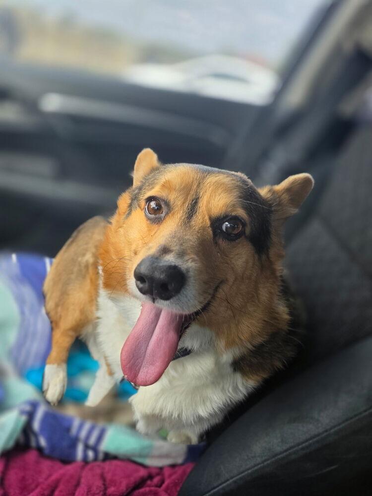 Enlarge Bear, a Adoptable Corgi in Lockhart, TX image 3/6