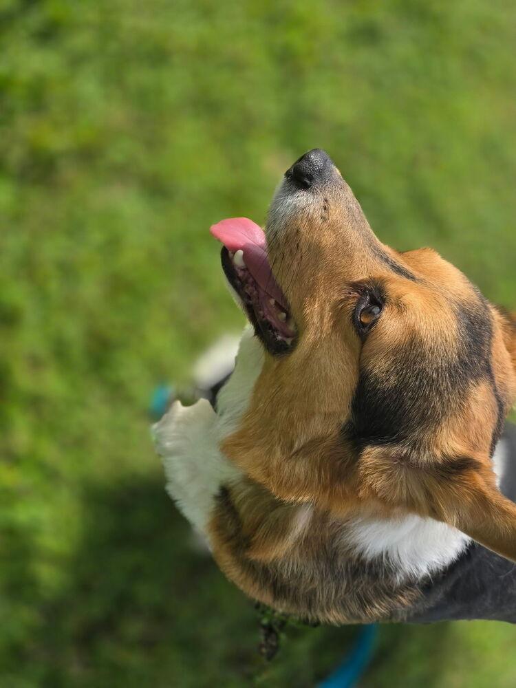Enlarge Bear, a Adoptable Corgi in Lockhart, TX image 4/6
