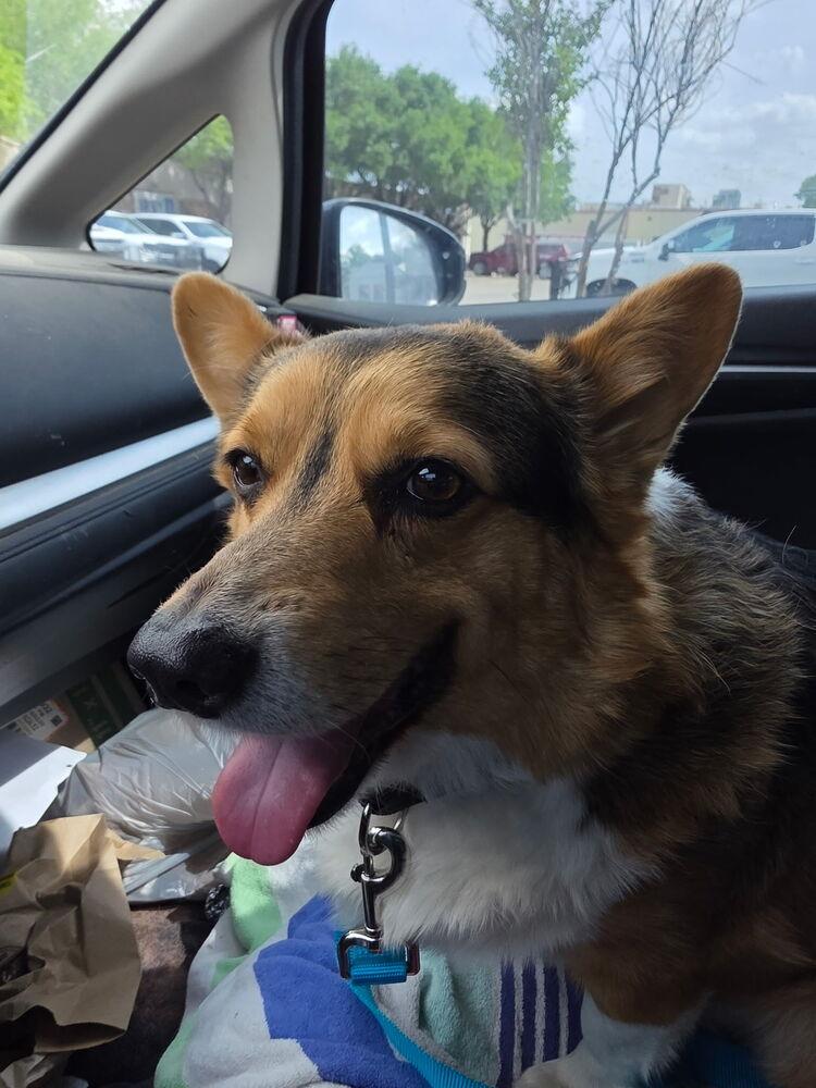 Enlarge Bear, a Adoptable Corgi in Lockhart, TX image 5/6